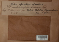 Cercospora viburni image